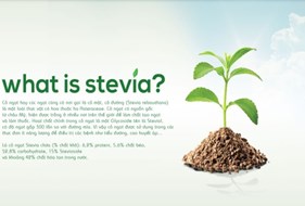  Cỏ ngọt Stevia – “chất ngọt” cho người đái tháo đường