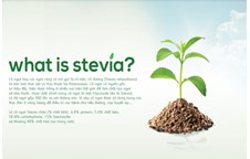 Cỏ ngọt Stevia – “chất ngọt” cho người đái tháo đường